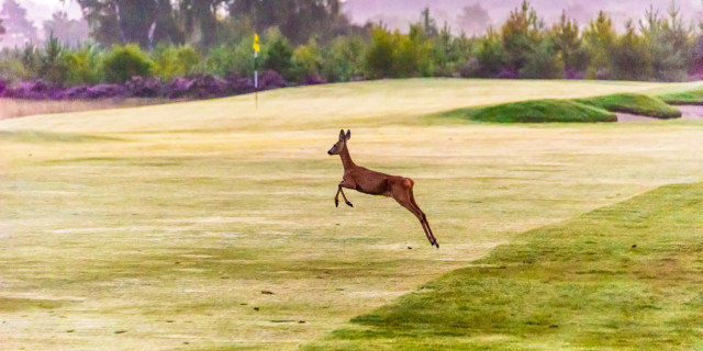Golf Wildlife