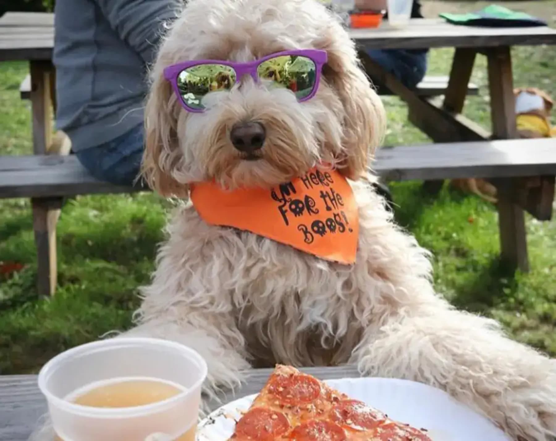 The Hops Company to Host “Paws & Pints”