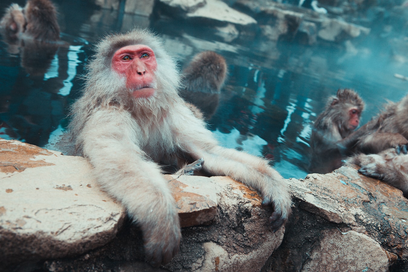 sauna-monkey-image