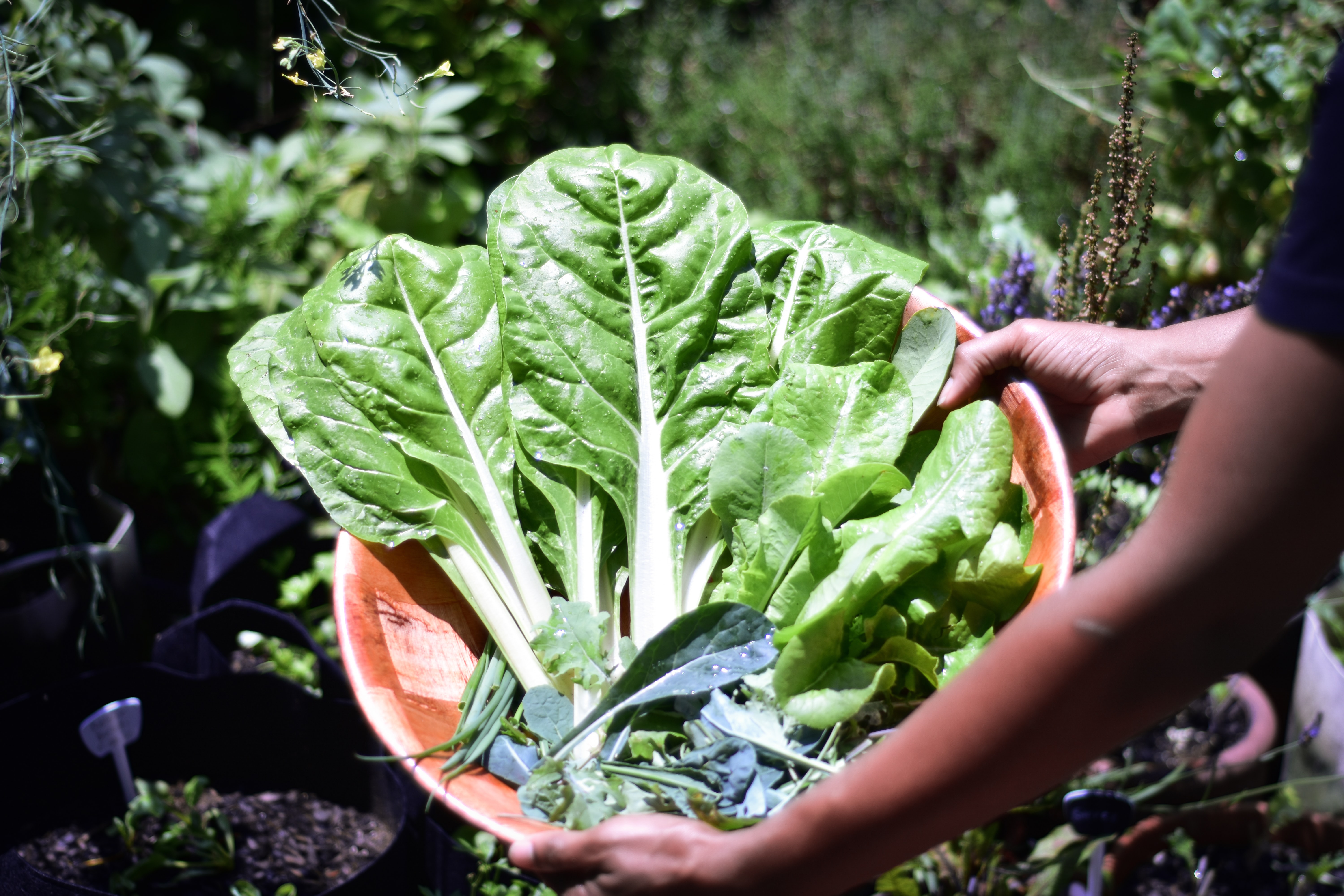 Grow Your Own Food for the goodness of You