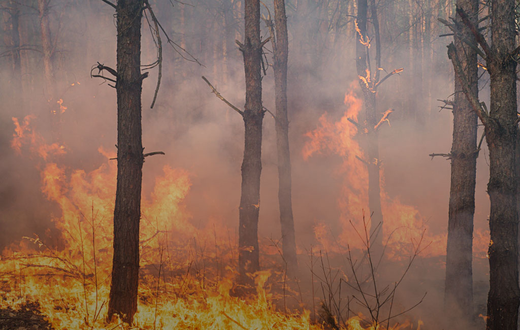 forest-fires-the-causes-effects-and-effective-ways-to-avoid-wildfires