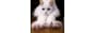 Soft-paws_coupons