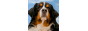 Pets-warehouse_coupons