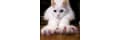 Soft-paws_coupons
