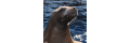Mystic-aquarium_coupons