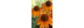Bluestone-perennials_coupons