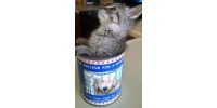 Great Plains Angels for Animals