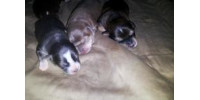Animal Medical Fund