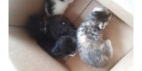 Orphaned Kittens Need Spayed and Neutered
