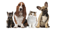 Helping Local Animals in NJ
