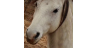 Grey Oaks Equine Sanctuary