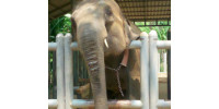 Take Good Care of Sick Elephants