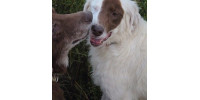Grateful Hearts Senior Dog Rescue
