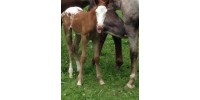 All Animal Protection