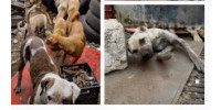 Help Save the Abandoned & Suffering Dogs