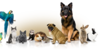 Albrightsville Lost and Found Pets