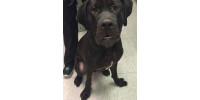 Help the animal friends at Homeward Animal Shelter