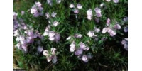 Conradina Florida Native Plant Society - Brevard County