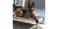 Help Big Cypress German Shepherd Rescue