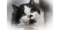 Help us save more feral cats!