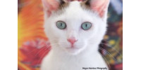 Friends of Rescue