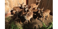Help SOAR Wildlife Center Get a Needed Anesthesia Machine