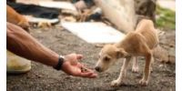 The Animal Health Organization - TAHO