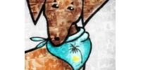 Dachshund Rescue South Florida
