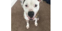 There's Hope Dog Rescue