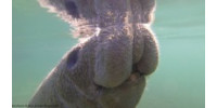 Help Save the Manatees!