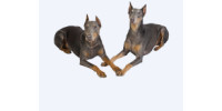 Doberman Rescue of Atlanta