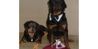 Rotten Rottie Rescue