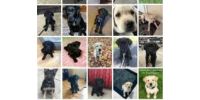 Guiding Eyes For The Blind Puppy Program