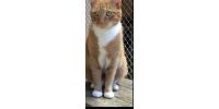 League for Animal Protection of Huntington, Inc