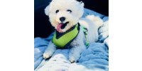 Jonah's Loving Heart Rescue