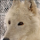 Wolfeducationproject