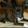 Rocki
