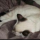 Kitty