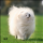 Pomerania