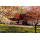 Unitarian Universalist