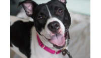 Richmond Animal Welfare Foundation Supporting Richmond Animal Control