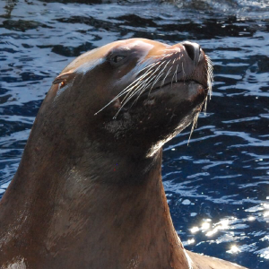 $10 Off Mystic Aquarium Discount codes, Promo Codes, Sep 2019 image about Mystic Aquarium Printable Coupons called $10 Off Mystic Aquarium Discount coupons, Promo Codes, Sep 2019