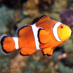 Contemporary York Aquarium Discount codes, Promo Codes, Sep 2019 - Goodshop graphic regarding Mystic Aquarium Printable Coupons identify Refreshing York Aquarium Discount coupons, Promo Codes, Sep 2019 - Goodshop