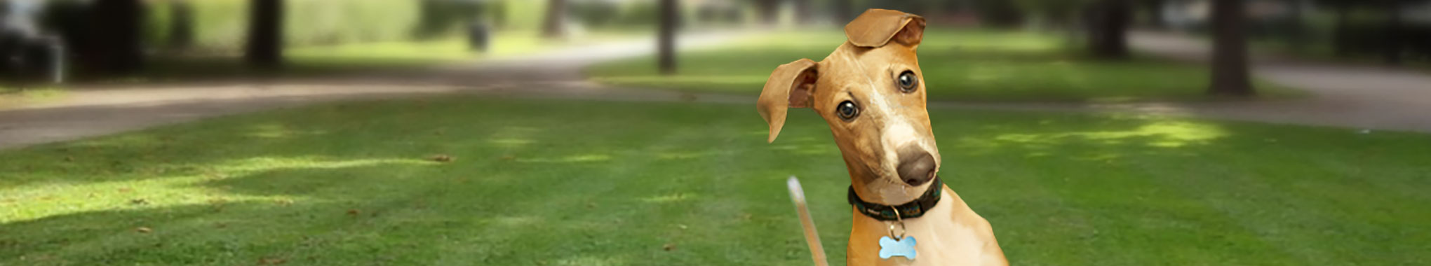 banner-FAQ-dog