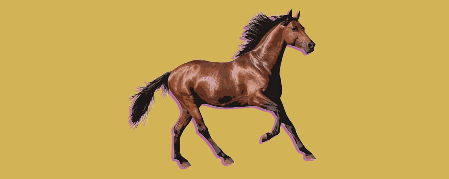 HorseSales.ie Buy and Sell Horses Online. Goosed