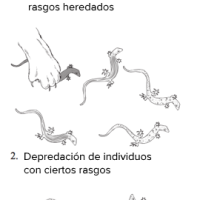 Evolución y selección natural