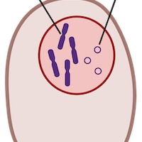 DNA and RNA structure