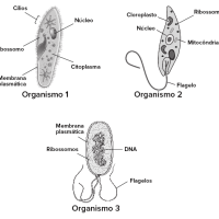 Células procariontes e eucariontes