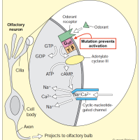 Changes in signal transduction pathways