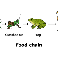 5th Grade Science - 5-LS2-1 - Cycles of Matter and Energy Transfer in Ecosystems